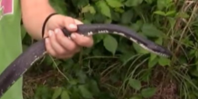 Fayetteville snake